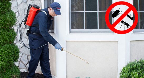 Yapraklı Böcek ve Haşere İlaçlama böcek ilaçlama ve haşere kontrolü — ilaclama-tr.com